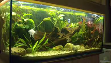 Becken 14713 von Steve Gerecke