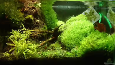 Becken 1474 von Timo Wünsche