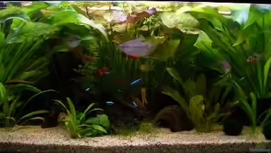 Becken 1476 von Christian Peuser