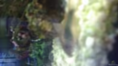 Becken 14782 von Felix Braune