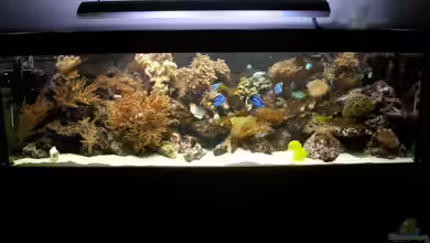 Becken 14792 von EX-MALAWI