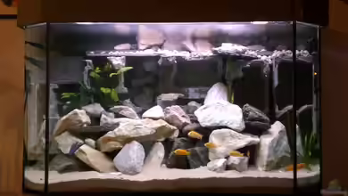 Becken 14812 von Ingo Pöck