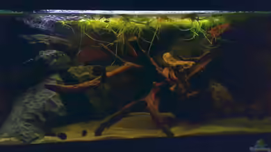 Becken 14830 von Northernlights