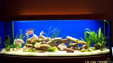 Becken 14859 von jens70