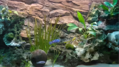 Becken 1488 von Lucky33