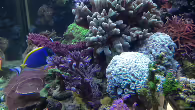 Becken 14885 von Stephan Ascher