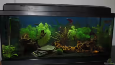 Becken 14906 von Christian Dorch