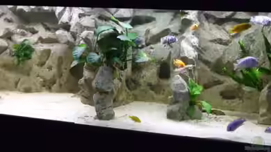 Becken 14927 von Joopde