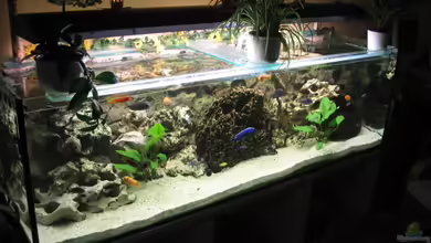 Becken 1493 von Andrea Linge