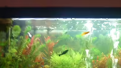 Becken 15052 von 160DaniL