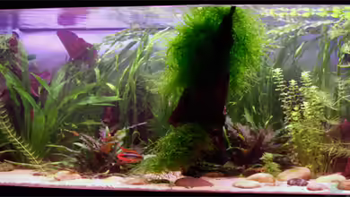 Becken 1509 von Heiko Oettert