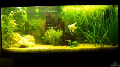 Becken 15103 von patsen