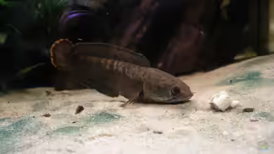 Becken 1511 von Schlichti