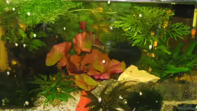 Becken 15147 von frank64