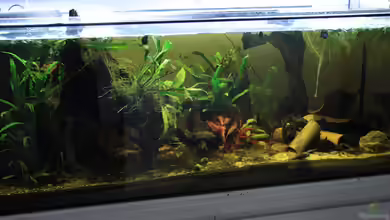 Becken 15167 von mojita