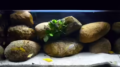 Becken 15282 von Yellow Man