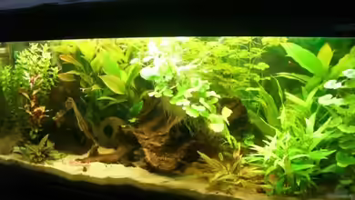 Becken 15320 (nur als Beispiel) von lukasg