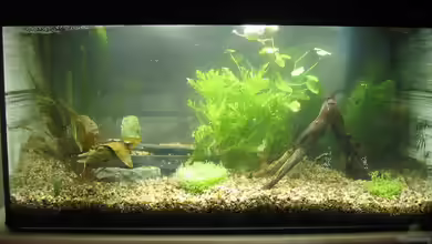 Becken 15333 von gomtuu