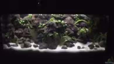 Becken 1534 von Martin Grimm