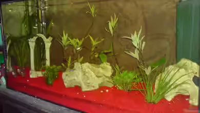 Becken 15343 von Rudi09