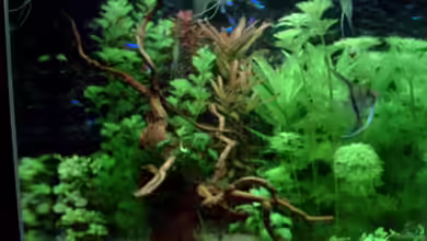 Becken 15415 von Norbert Schulz