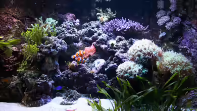 Becken 15451 (aufgelöst und verkauft) von Susanne Axt