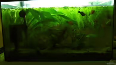 Becken 15456 von Neele