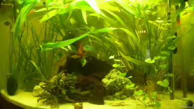 Becken 15463 von Louisiana