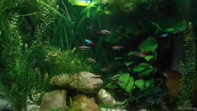 Becken 15481 von Traenenreiter