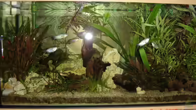 Becken 1553 von Alexander Pickl