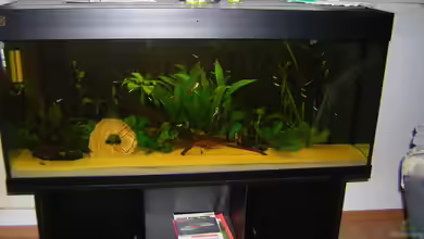 Becken 1559 von Daniel Rötters