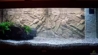 Becken 15610 von der anfänger