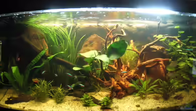 Becken 15647 von svr