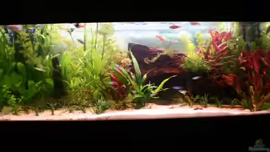 Becken 15729 (aufgelöst) von Photi