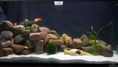 Becken 15732 von maniK