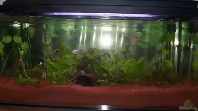 Becken 15758 von Annett F.