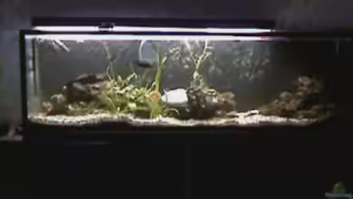 Becken 158 von Stanislav Kislyuk