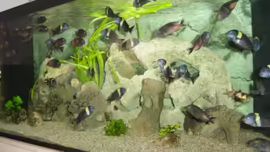 Becken 1583 von Peter Estermann