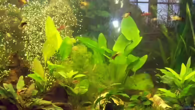 Becken 15841 von Aly Jung