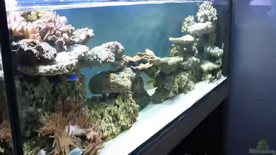 Becken 15962 von Pepe