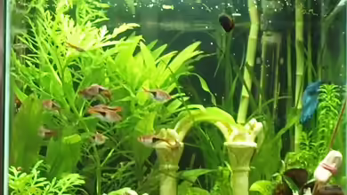 Becken 15981 von Marion1705