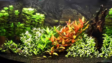 Becken 15995 von Kill-Bill