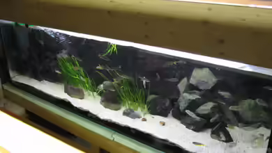 Becken 1601 von Frank Muth