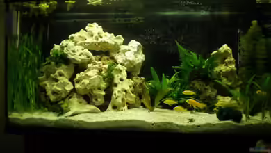 Becken 16030 von icke68