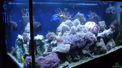 Becken 1604 von Axel Hierholzer