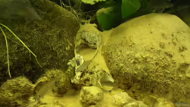 Becken 16048 von Bazzi