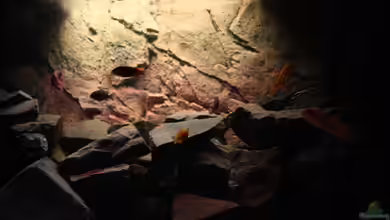 Becken 16059 von MuBu