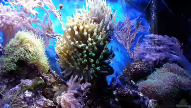 Becken 16068 von Jens Kändler