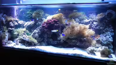 Becken 16097 von Rolf Mohr