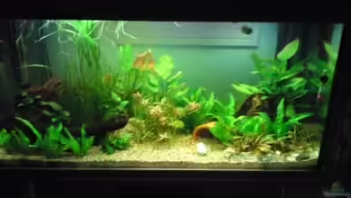 Becken 16135 von Paul Kleinlein